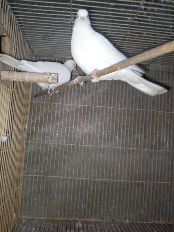 breeder white dove pair 0