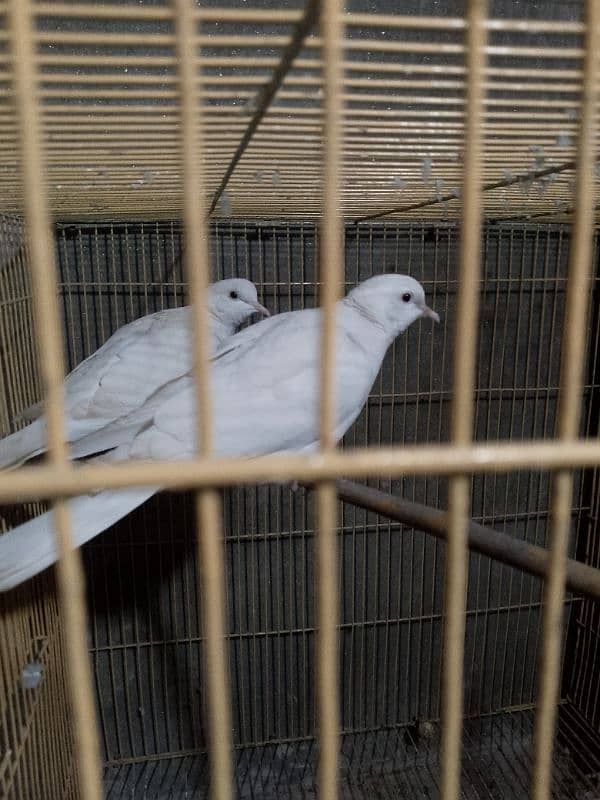 breeder white dove pair 1