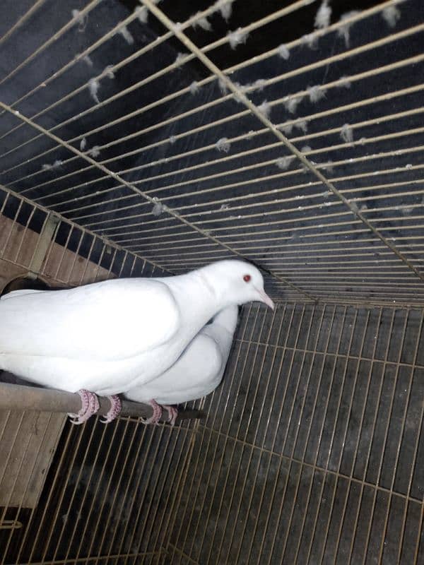 breeder white dove pair 2