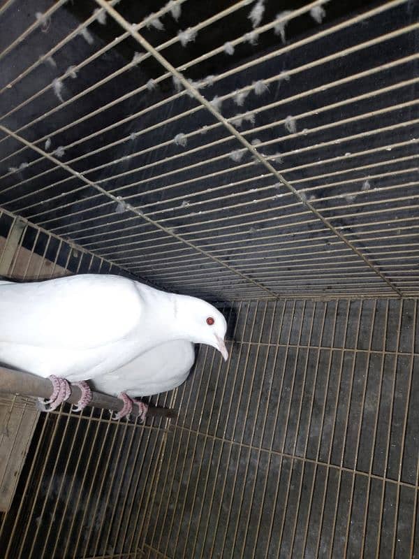 breeder white dove pair 3