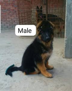 German shepherd puppy Whatsapp no 03258925374