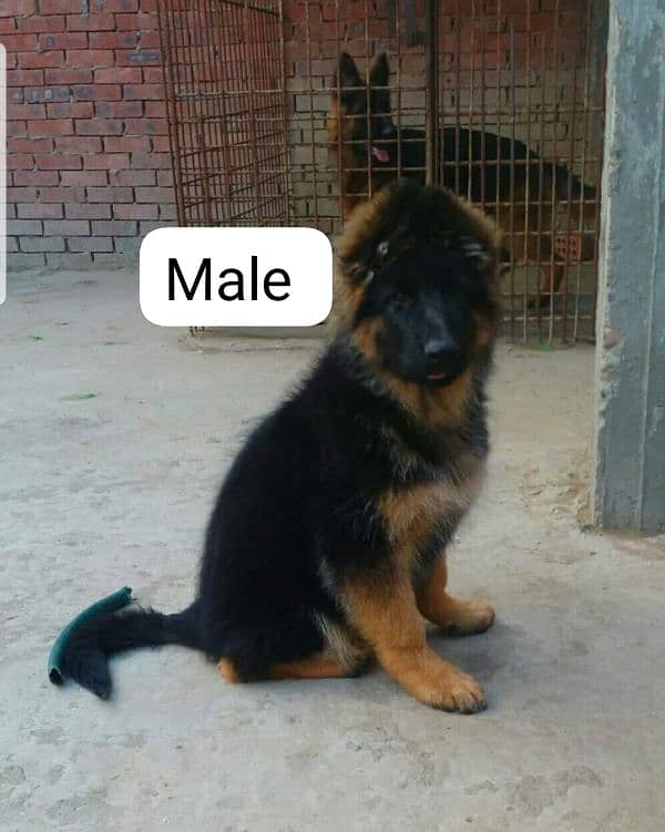 German shepherd puppy Whatsapp no 03258925374 0