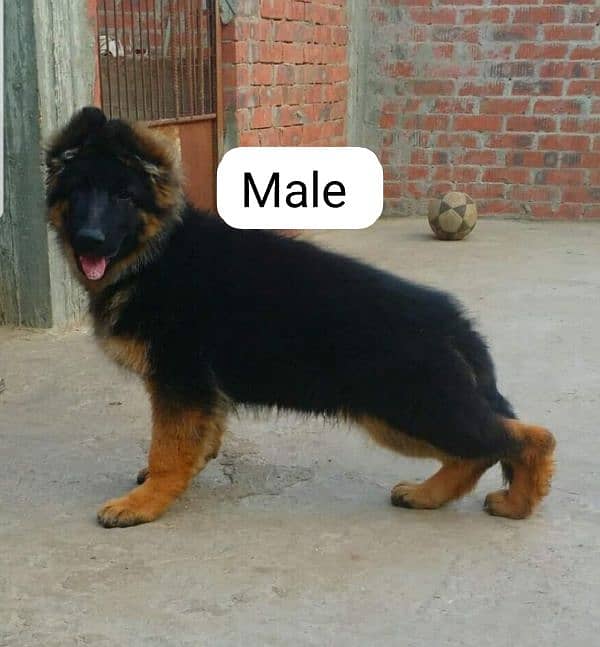 German shepherd puppy Whatsapp no 03258925374 1