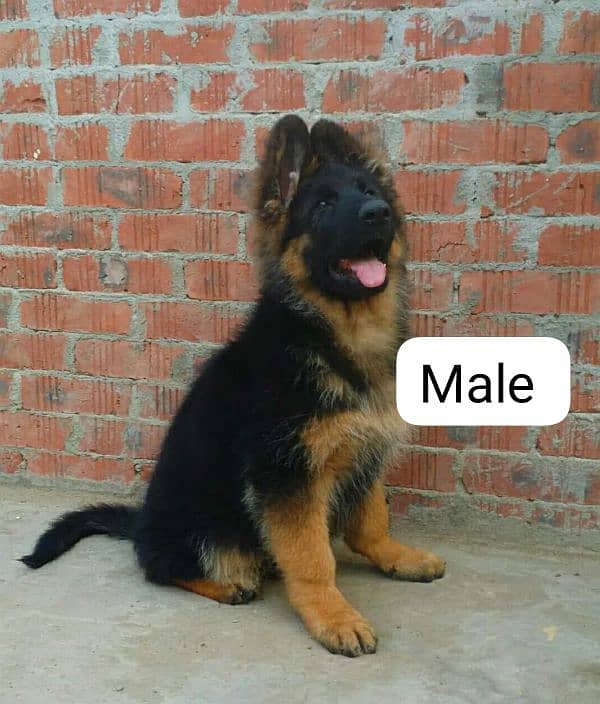 German shepherd puppy Whatsapp no 03258925374 3