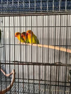 3 Lovebird Pallid Pieces