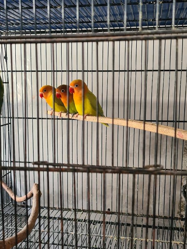 3 Lovebird Pallid Pieces 0