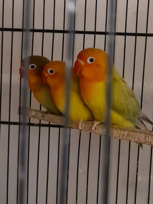 3 Lovebird Pallid Pieces 1