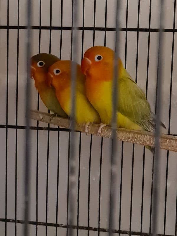 3 Lovebird Pallid Pieces 2