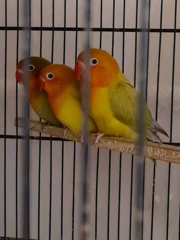 3 Lovebird Pallid Pieces 3