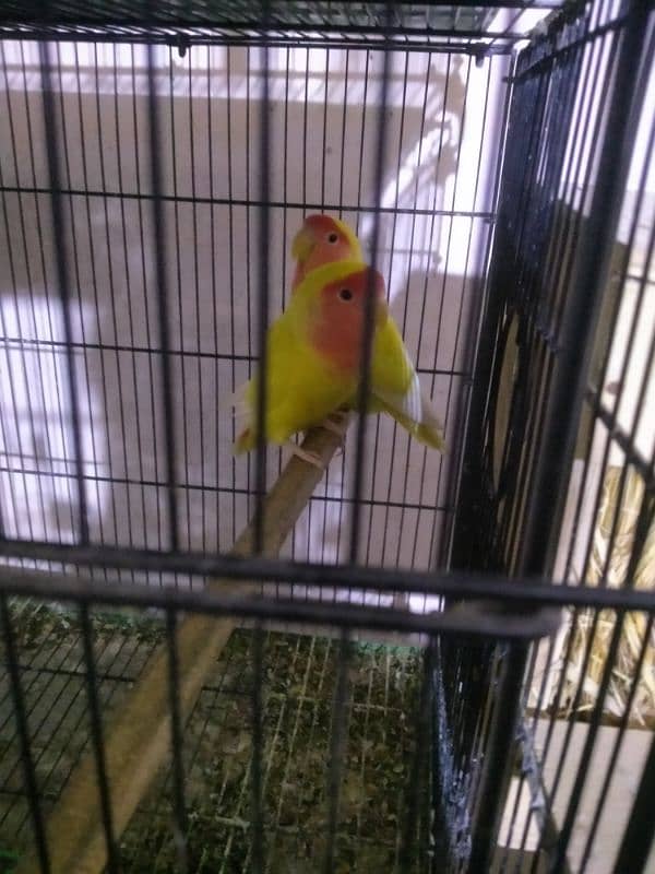 lutino lovebirds pair with egg 0