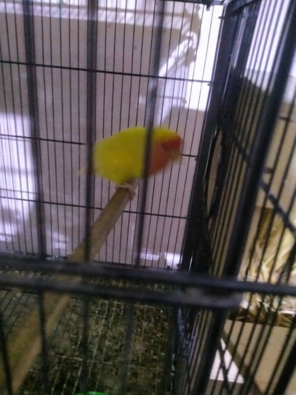 lutino lovebirds pair with egg 2