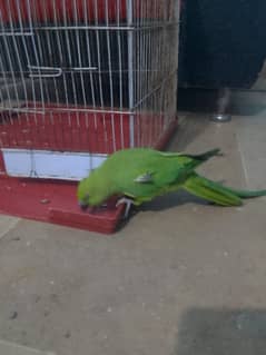 Indian Ringneck Parrot Female