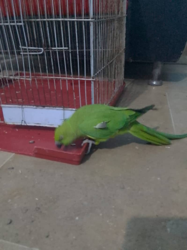 Indian Ringneck Parrot Female 0