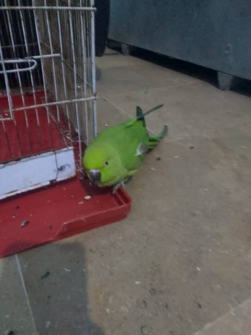 Indian Ringneck Parrot Female 1