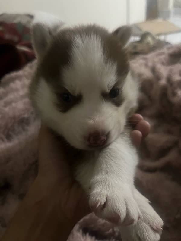 pure husky puppy 27 days wolly coat 2