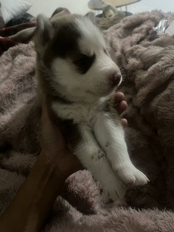 pure husky puppy 27 days wolly coat 3