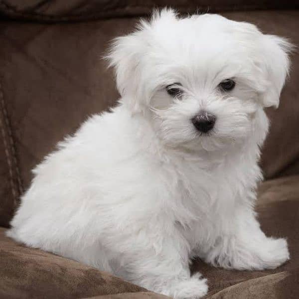 Maltese puppies available looking for a new home 0