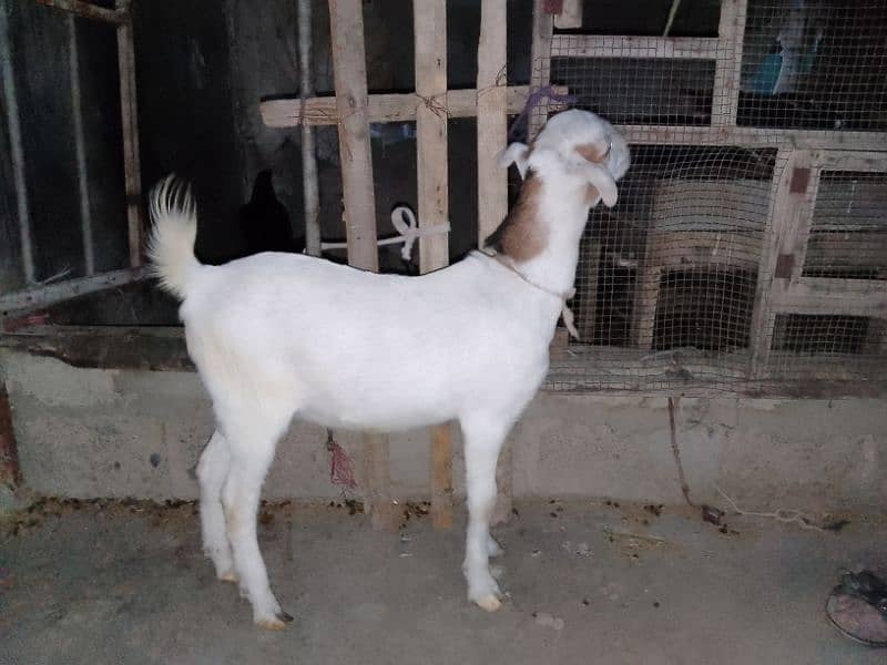 gulabi tedda zero size breeder quality 3