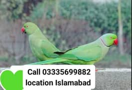 Male Parrot 8000 or Female 5500 Green Ring Neck Parrots Breeder