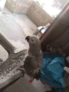 African grey parrot 6 month age