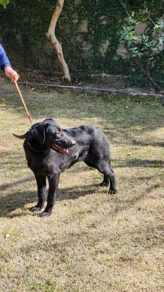 Labrador female pure