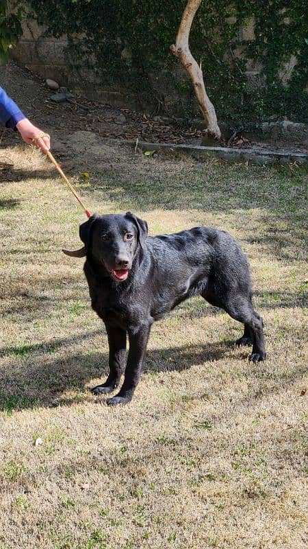 Labrador female pure 1