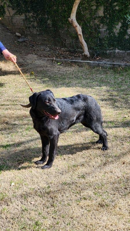 Labrador female pure 2