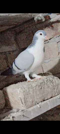 young silver sharazi male for sale