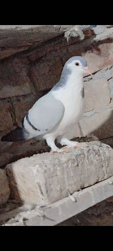 young silver sharazi male for sale 0