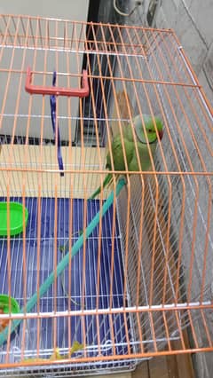 Ring neck parrot