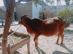 cow forr cell contact 03106885379 and 03294875641