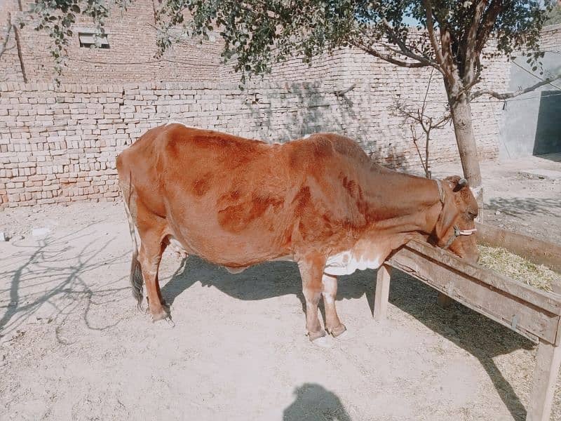 cow forr cell contact 03106885379 and 03294875641 3