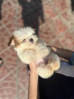 shih tzu puppies / Puppies / shitzu Dog / Dog for sale / shihtzu