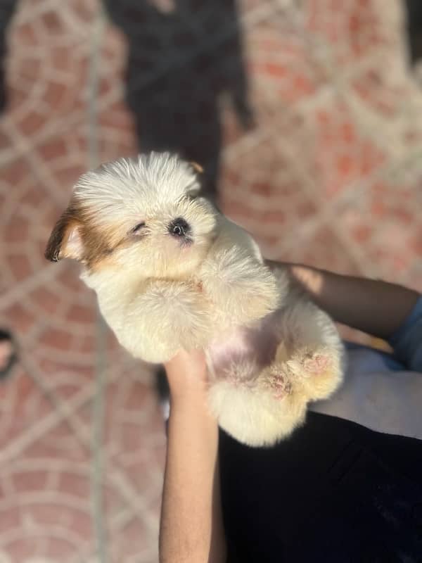 shih tzu puppies / Puppies / shitzu Dog / Dog for sale / shihtzu 0