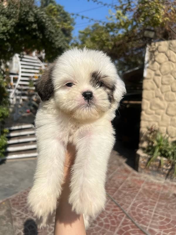 shih tzu puppies / Puppies / shitzu Dog / Dog for sale / shihtzu 1