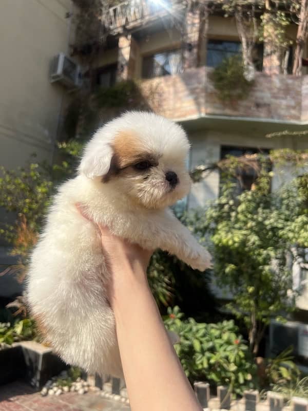 shih tzu puppies / Puppies / shitzu Dog / Dog for sale / shihtzu 2