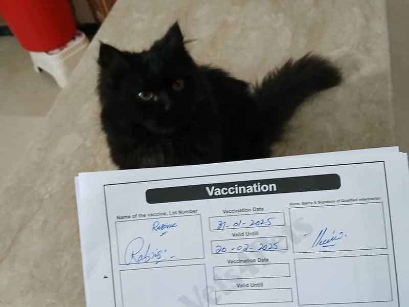 Persian Double Coated 4 months old Cat | Vaccinated 5