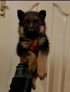 German shepherd Long Coat Male & Female puppy 03317660132WhatsApp