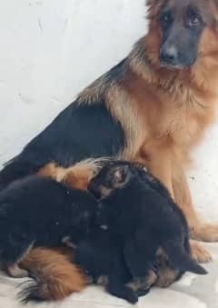 German shepherd Long Coat Male & Female puppy 03317660132WhatsApp