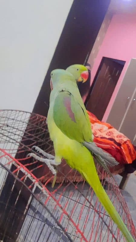 male female  raw parrots 5