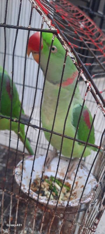 male female  raw parrots 6