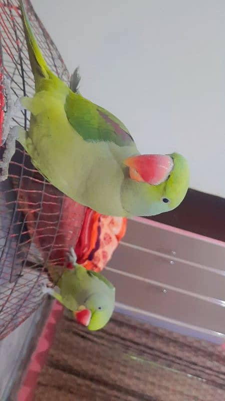 male female  raw parrots 7