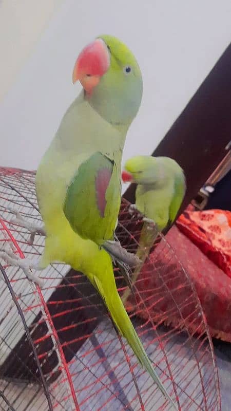 male female  raw parrots 8