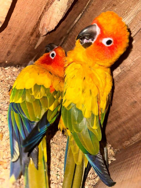 Sun Conure Breader Pair 0