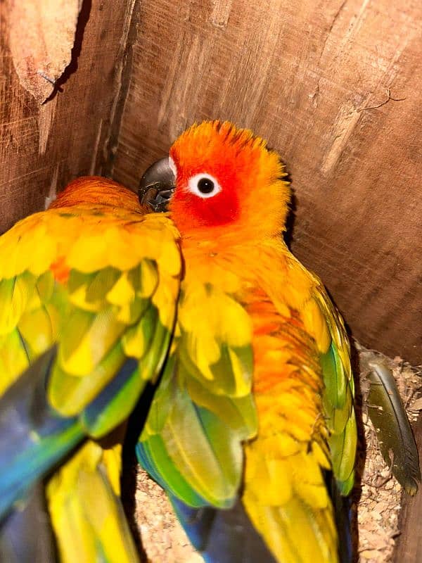 Sun Conure Breader Pair 1