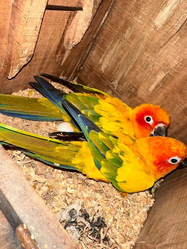 Sun Conure Breader Pair 2