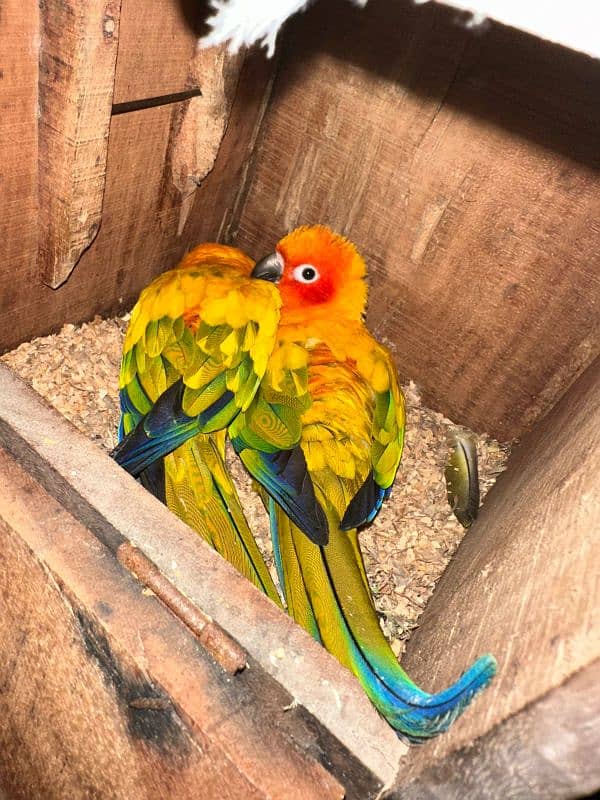 Sun Conure Breader Pair 3