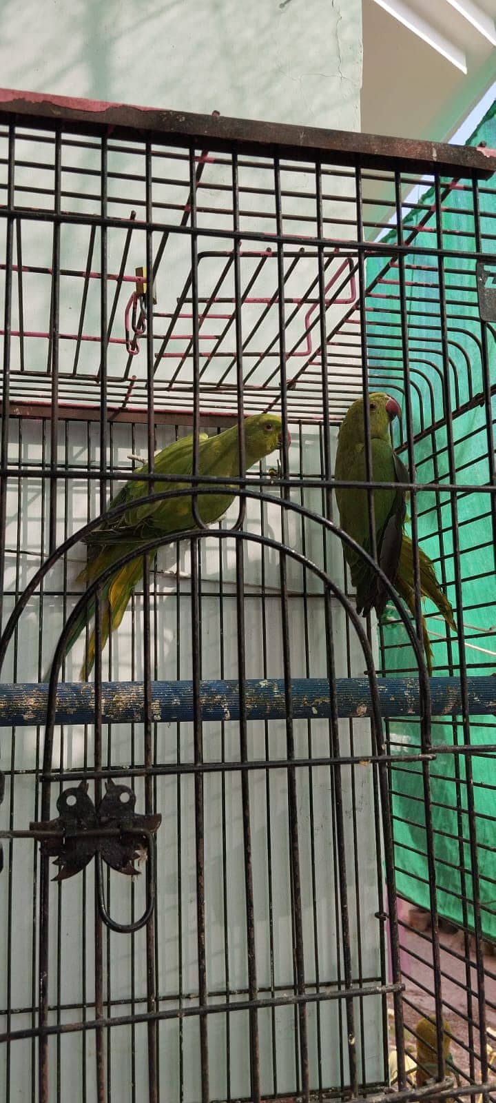 Green Tottay pair 0