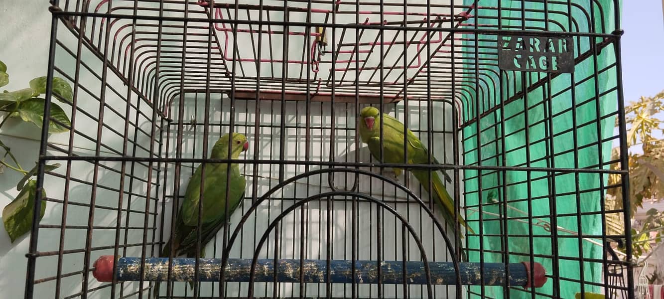 Green Tottay pair 2