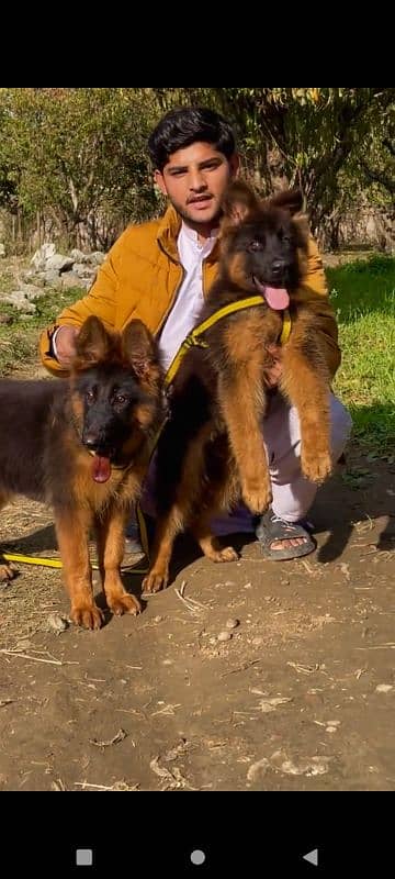 German shepherd Long Coat Male & Female puppy 03317660132WhatsApp 0